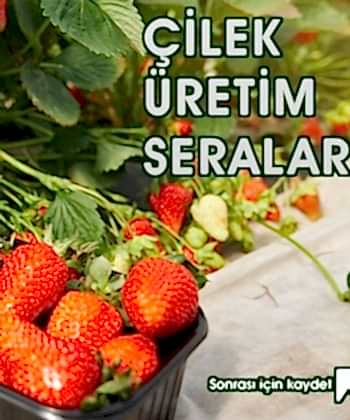 topraksiz-tarimda-yetistirilen-en-onemli-bitkilerden-birisi-cilektir.
