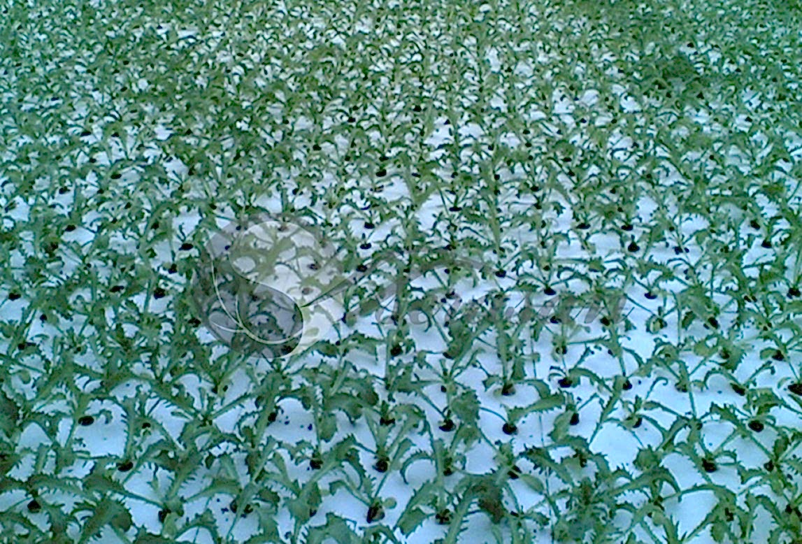 Serasan